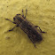 Flat-faced Longhorn