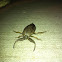 Giant water bug