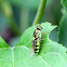 Hoverfly