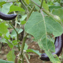 Eggplant
