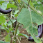 Eggplant