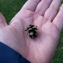 Eastern hemlock