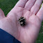 Eastern hemlock