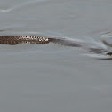 Plain-bellied Watersnake