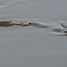 Plain-bellied Watersnake