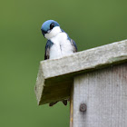 Tree Swallow