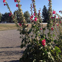 Common Hollyhock