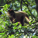 spider monkey