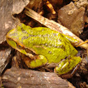 Pacific Tree Frog