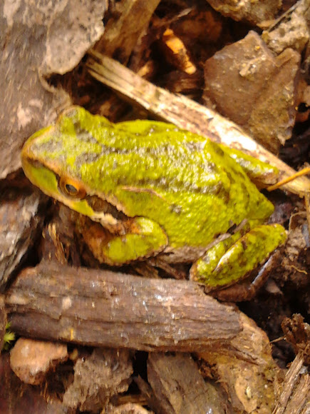 Spotting Image 1