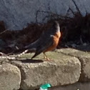 American Robin