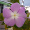 Impatiens walleriana. Alegría del hogar, Alegría de la casa, Balsamina o Miramelindo