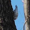 White-breasted Nuthatch