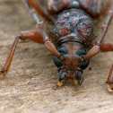 Eucalyptus Long-horned Borer