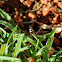 Hover Fly