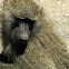 baboon