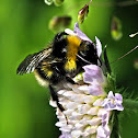 Bumble bee