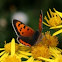 Kleine vuurvlinder (lycaena phlaeas)