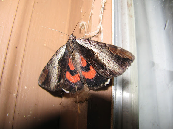 Spotting Image 1