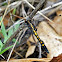 Dot-Tailed Whiteface
