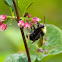 Yellow-faced Bumble Bee