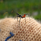 Wheel Bug (nymph stage)