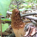 Yellow Morel