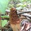 Yellow Morel