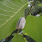 Elm Sawfly Larvae