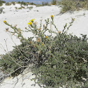 Gypsum herb