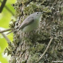 Blue-gray gnatcatcher