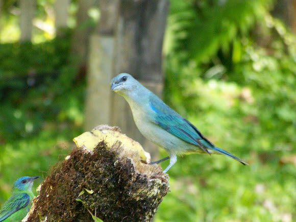 Spotting Image 1