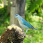 sanhaçu-de-encontro-azul