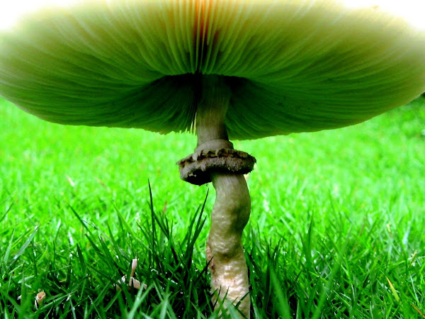 False Parasol mushroom | Project Noah