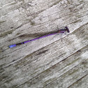 Violet Dancer