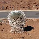 Haleakalā silversword