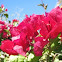 bouganvillea