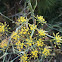 Hinojo. Fennel