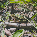 Northern Leopard Frog