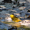 Yellow Warbler