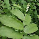 Solomon's Plume or False Solomon's Seal