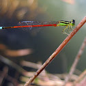 Damselfly