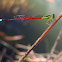 Damselfly