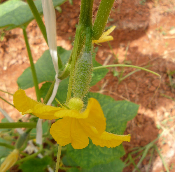 Pepino español. Spanish cucumber Project Noah