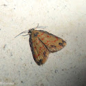 Moth