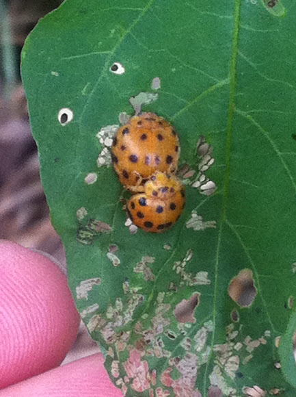 Spotting Image 1
