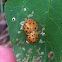 28 Spotted Potato Ladybird