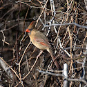 Northern Cardinal