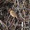 Northern Cardinal