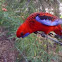 Crimson rosella